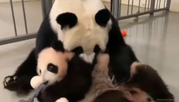 &laquo;Пришла развлекать дочку&raquo;: Московский зоопарк показал кадры игры Диндин и Катюши