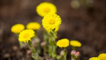 Мать-и-мачеха зацветет в Москве в ближайшие дни