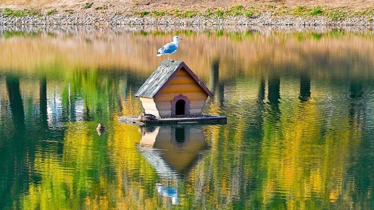 Завершена реабилитация двух Красноярских прудов в районе Гольяново Завершена реабилитация двух Красноярских прудов в районе Гольяново