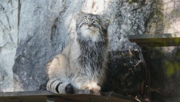 В Московском зоопарке показали подготовку манула Тимофея к весне В Московском зоопарке показали подготовку манула Тимофея к весне