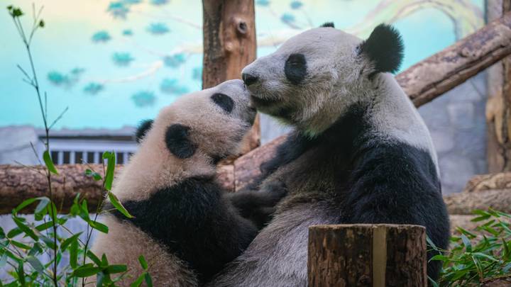Сергунина рассказала, как Московский зоопарк готовится к теплому сезону