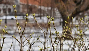 Эксперт Кунафин: массовое цветение в Москве начнется не раньше третьей декады марта