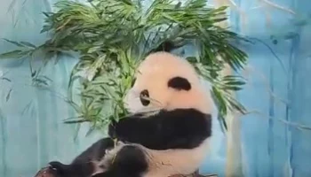 &laquo;Не спешит&raquo;: Московский зоопарк показал нежелающую выходить на улицу Катюшу