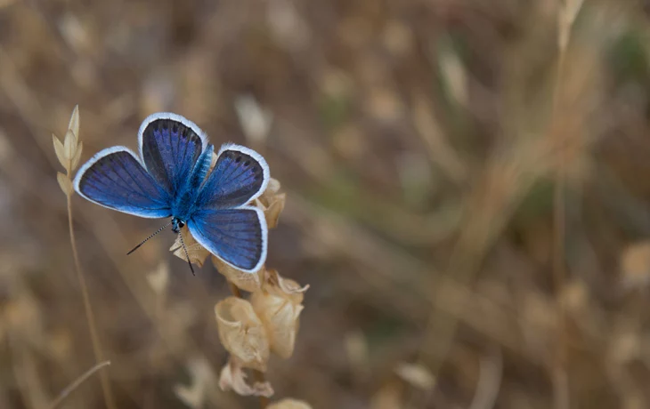 Бабочки и божьи коровки начали выходить из спячки в Москве Бабочки и божьи коровки начали выходить из спячки в Москве