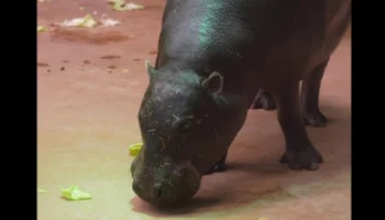 Московский зоопарк показал кадры с карликовым бегемотом Ксюшей