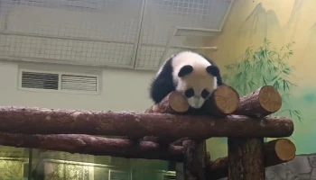 &laquo;Самая беззаботная&raquo;: Московский зоопарк показал счастливый пятничный вечер Катюши