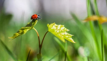 Москвичей пригласили отметить День божьей коровки на ВДНХ