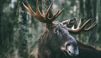 Купающийся в Кошачьем пруду лось в Новогирееве попал на видео