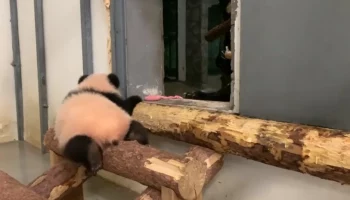 &laquo;Целый мир&raquo;: Московский зоопарк показал путешествие Катюши по древесной лестнице