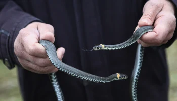 Биолог Глазков объяснил, почему в Москве раньше времени начали просыпаться ужи