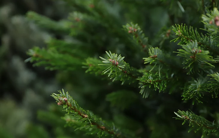 НА ВДНХ пройдет крупнейшая выставка хвойных растений НА ВДНХ пройдет крупнейшая выставка хвойных растений