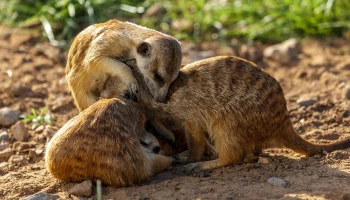 &laquo;Можно наблюдать бесконечно&raquo;: Московский зоопарк показал играющих сурикатов