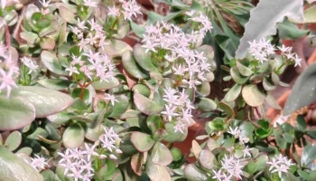 В "Аптекарском огороде" зацвело денежное дерево