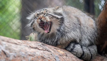Лежат на солнышке: какие животные Московского зоопарка уже вышли в уличные вольеры