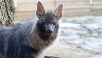 Московский зоопарк начнет работать на час дольше с 1 марта