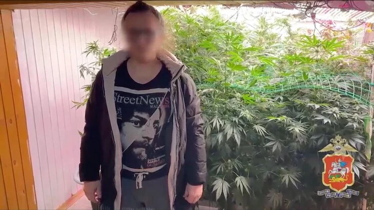 В Подмосковье задержали мужчину за выращивание конопли в подвале дома В Подмосковье задержали мужчину за выращивание конопли в подвале дома