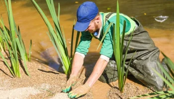 Более 70 тысяч водных растений высажены на столичных прудах