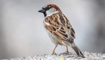 Стало известно количество воробьев, живущих в Москве