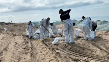 Новые выбросы мазута не зафиксированы на пляжах Анапы