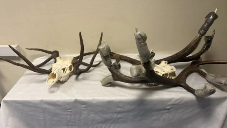 Таможенники во Внуково изъяли у иностранца рога и черепа благородного оленя