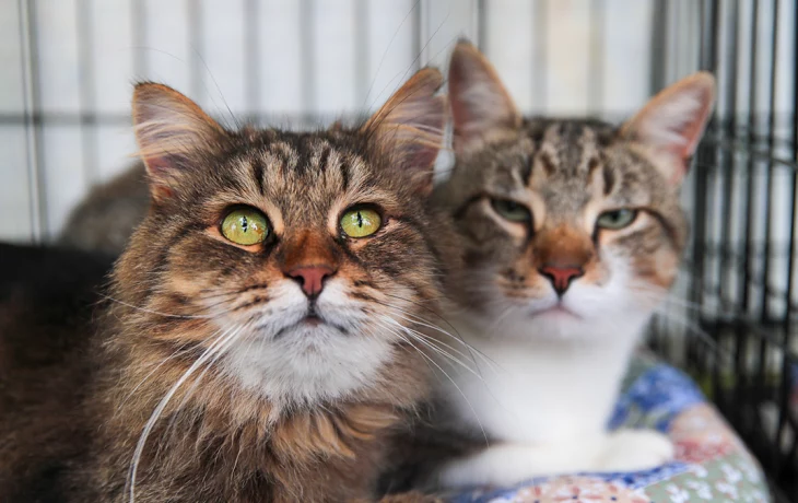 Воробьев пообещал эвакуированным в Раменском предоставить жилье и спасти котов