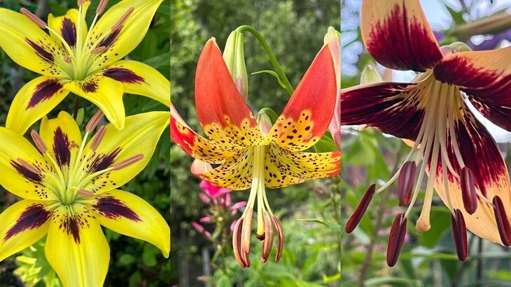 Лилии раннего срока цветения покажут на выставке в "Аптекарском огороде"