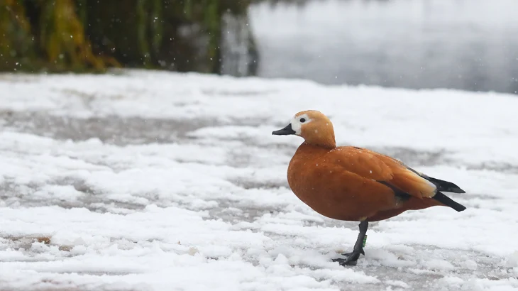 Синоптики сообщили об облачной погоде со снегом в Москве 27 февраля