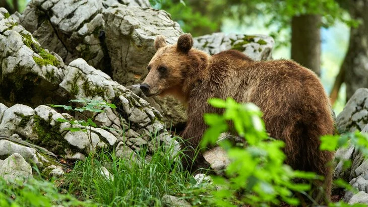 В Приморье медведь пробрался на дачный участок и загрыз двух мужчин
