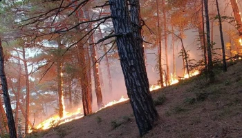 Площадь лесного пожара в Геленджике увеличилась до 41,5 гектара