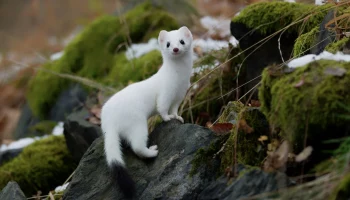 Редкую белую ласку засняли в сугробах Царицынского парка