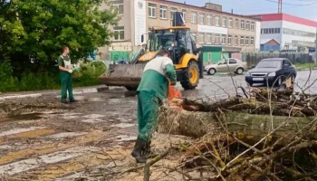 Водителей предупредили о сильном ветре, повалившем 14 деревьев в Подмосковье
