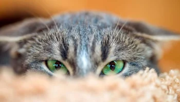 В медиабанке &laquo;Мосфото&raquo; опубликовали подборку снимков животных ко Дню кошек