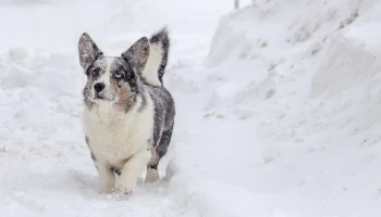 Новый мощный снегопад обрушится на Москву через несколько часов