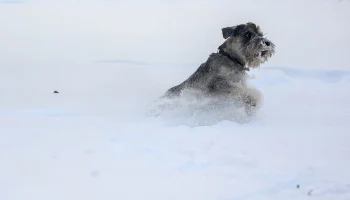 Метеоролог Шувалов рассказал, когда в Москве и области закончится снегопад