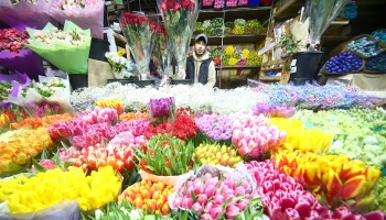 Россиянам назвали самые стойкие цветы в преддверии 8 Марта