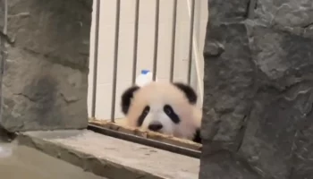 &laquo;Малышка поглядывает&raquo;: Московский зоопарк показал наблюдающую за мамой Катюшу&nbsp;