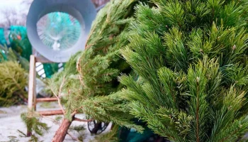 Девять елочных базаров появятся в нескольких округах Москвы