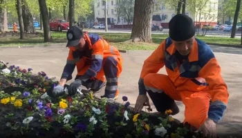 Более 4,2 млн саженцев виолы высадят на цветники Москвы
