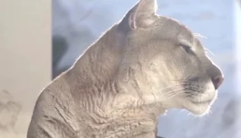 &laquo;Весна только началась&raquo;: Московский зоопарк показал отдыхающую пуму Габриэля