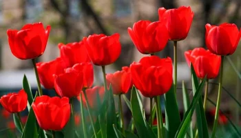 Тюльпаны высадили на столичные клумбы