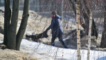 Метеоролог Цыганков рассказал, когда в Москве окончательно растает снег