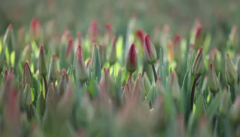 &laquo;Не критично&raquo;: Кунафин оценил влияние заморозков на цветение растений в Москве