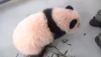 &laquo;Масса дел&raquo;: Московский зоопарк показал хватающую киперов за пятки малышку-панду