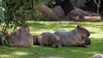 Новый маршрут по Московскому зоопарку появился в программе "Играй в Москву!"