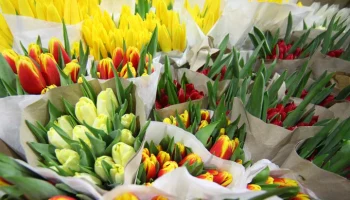 "КамАЗ" с тюльпанами почти на 3 млн рублей украли в Подмосковье