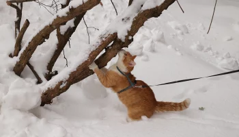 Уголовное дело по факту гибели кота Твикса возбудили по статье о жестоком обращении