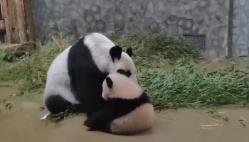 &laquo;По плану игры&raquo;: Московский зоопарк показал идеальный день панды Катюши