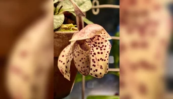 Орхидея "Яйцо в гнезде" расцвела в "Аптекарском огороде"
