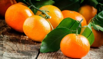 Министр Джопуа: Абхазия не сможет полностью закрыть спрос на мандарины в Москве