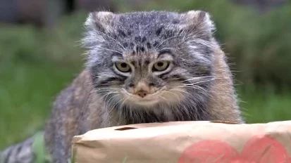 «Брутальный интроверт»: Московский зоопарк поздравил с праздником манула Тимошу «Брутальный интроверт»: Московский зоопарк поздравил с праздником манула Тимошу